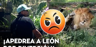 ‘Gatito, levántese’: Apedrean a un león en el zoológico de Guadalajara
