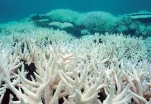 “El Niño” provocaría un blanqueamiento global de los corales, alertan; elevará más de 2 grados la temperatura del Pacífico