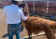 Profepa rescata a 111 animales en dos municipios de Querétaro