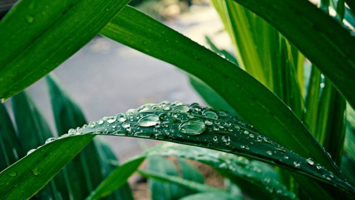 Las 5 mejores plantas para mantener tu casa más fresca en temporada de calor