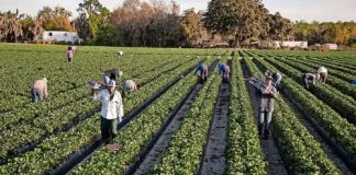 EEUU emite alerta para que instituciones financieras denuncien a trabajadores migrantes indocumentados; pide informe de actividad sospechosa