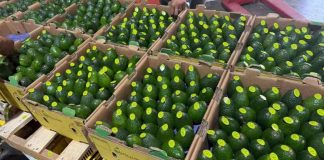 Productores de Morelos exporta primer embarque de aguacate a Canadá