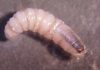 Texas declara emergencia para contener la propagación de la mosca del gusano barrenador