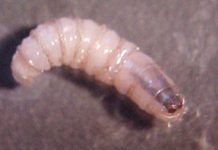 Texas declara emergencia para contener la propagación de la mosca del gusano barrenador