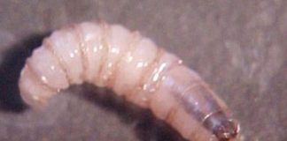 Texas declara emergencia para contener la propagación de la mosca del gusano barrenador