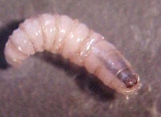 Texas declara emergencia para contener la propagación de la mosca del gusano barrenador