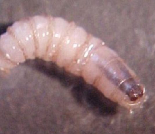 Texas declara emergencia para contener la propagación de la mosca del gusano barrenador