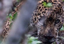 Jaguar rescatado en Soto la Marina regresa a su hábitat