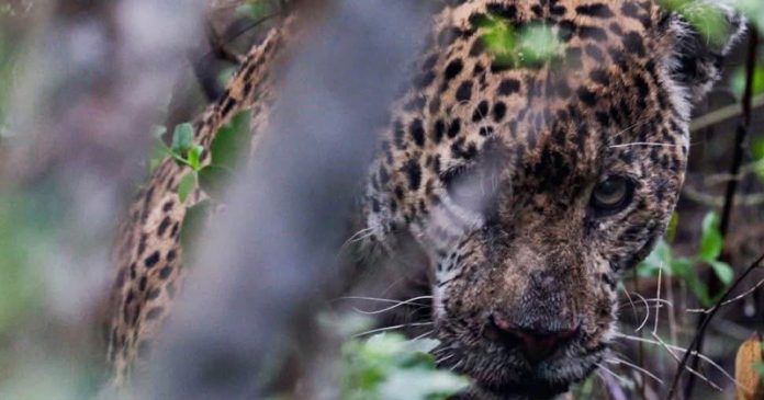 Y JAGUAR