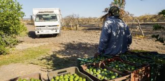 Tamaulipas busca conectar productos del campo con restaurantes