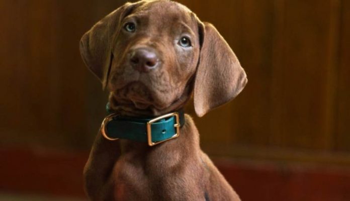scooby doo