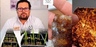 Patenta UAT bioplásticos; salvan suelos erosionados