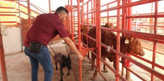 Tamaulipas apuesta por perros detectores para frenar avance del Gusano Barrenador del Ganado