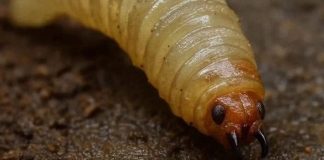 Nuevo León registra segundo caso humano de gusano barrenador