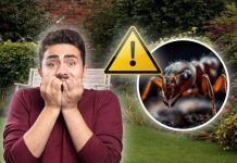 Alertan por la propagación de esta peligrosa especie invasora: su picadura es potencialmente mortal