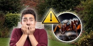 Alertan por la propagación de esta peligrosa especie invasora: su picadura es potencialmente mortal