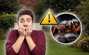 Alertan por la propagación de esta peligrosa especie invasora: su picadura es potencialmente mortal