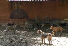 Jauría ingresó a zoológico y asesinó a venados y borregos en Mérida, los caninos huyeron del lugar