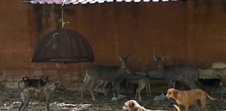 Jauría ingresó a zoológico y asesinó a venados y borregos en Mérida, los caninos huyeron del lugar