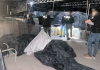 Aseguran 23 mil litros de hidrocarburo en cateo a inmueble de Hermosillo; no reportan personas detenidas