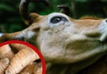Se multiplica plaga del barrenador y pega al sector ganadero