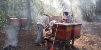 Alerta por primer caso humano del barrenador