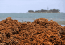 Sargazo imparable en Quintana Roo: 63 mil toneladas recolectadas y aún no alcanza su máximo este año