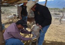 Tamaulipas entra en recta final contra la tuberculosis