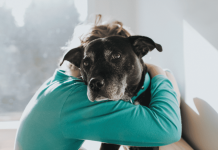 Las lecciones que perros y gatos enseñan a los niños sin que se den cuenta, según estudio