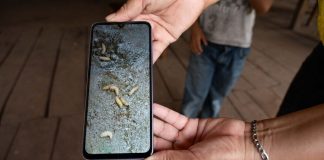 México acumula 295 casos humanos de gusano barrenador: la planta de moscas estériles aún no está lista