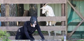 Disfrazan a hombres de osos para realizar extraño simulacro en Japón; videos sorprenden