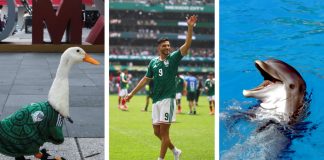 El pato Merlín y el delfín Hidalgo predicen al ganador entre México y Corea del Sur