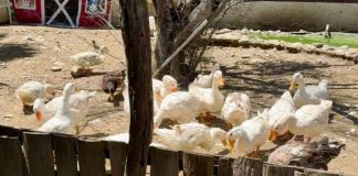 Curan con animales heridas emocionales
