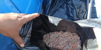 Detienen a una persona por pesca ilegal de camarón en Tampico