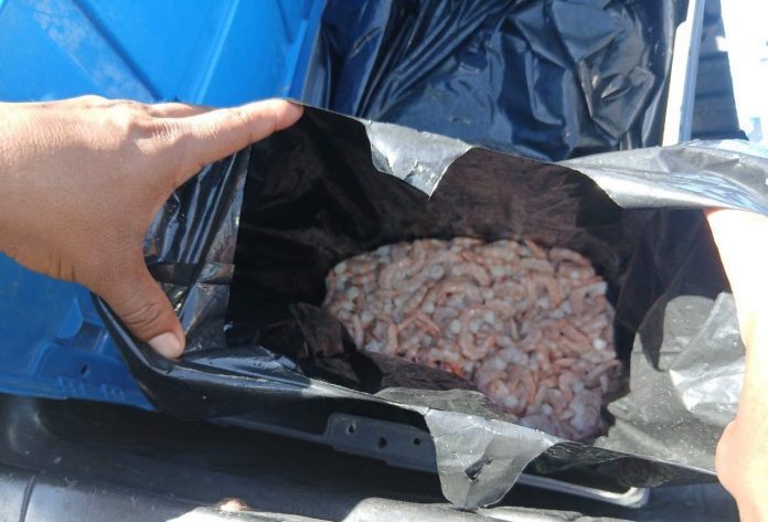 Detienen a una persona por pesca ilegal de camarón en Tampico