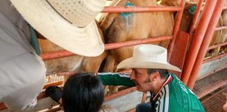 Nuevo León revisará físicamente a ganado que llegue al estado por gusano barrenador