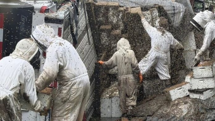 Millones de abejas invaden una ciudad de Texas tras volcar un camión con colmenas