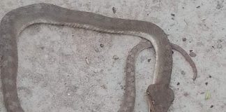 Por calor extremo, fauna nociva aparece en patios y casas