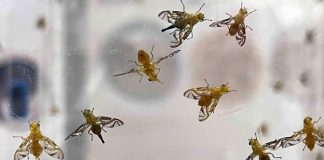 Planta de moscas estériles contra gusano barrenador será inaugurada el sábado en Chiapas