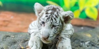 Rescatan león, tigre blanco, pumas y más especies durante cateo en Chalco, Edomex; hay un detenido