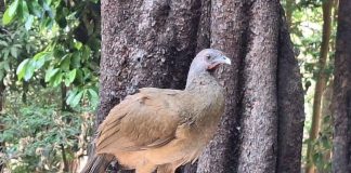 Confirman 2 casos de influenza aviar en aves de zoológico en Tuxtla Gutiérrez, Chiapas