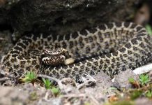 Emiten alerta por presencia de serpientes de cascabel en Morelia