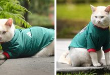 Coco, el gatito de Palacio Nacional, conquista las redes con jersey de la Selección Mexicana