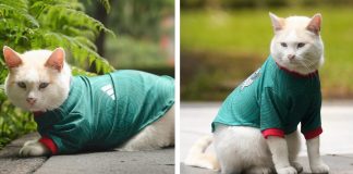 Coco, el gatito de Palacio Nacional, conquista las redes con jersey de la Selección Mexicana