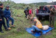 Reportan muerte de Kenzo, tigre de Bengala, tras operativo de rescate en Edomex