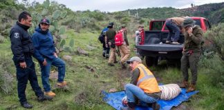 Reportan muerte de Kenzo, tigre de Bengala, tras operativo de rescate en Edomex