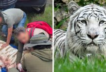 Le dispararon para contener agresión: Muere Kenzo, tigre de Bengala que escapó en Edomex