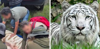 Le dispararon para contener agresión: Muere Kenzo, tigre de Bengala que escapó en Edomex