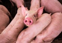 Nace el primer cerdo clonado para trasplantes de Latinoamérica
