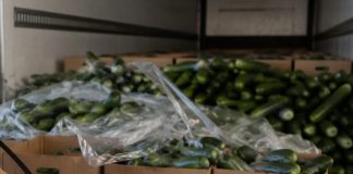 Decomisan cocaína valuada en 3.7 mdd oculta en cargamento de pepinos en cruce de Reynosa